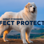 Ultimate Guide: Why Great Pyrenees Guard Dog Are Perfect Protectors in 2024