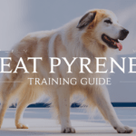 Ultimate Great Pyrenees Training Guide: Success Strategies (2025 Update)